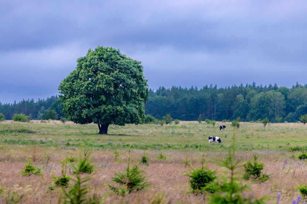 Photograph by Константин Чижов