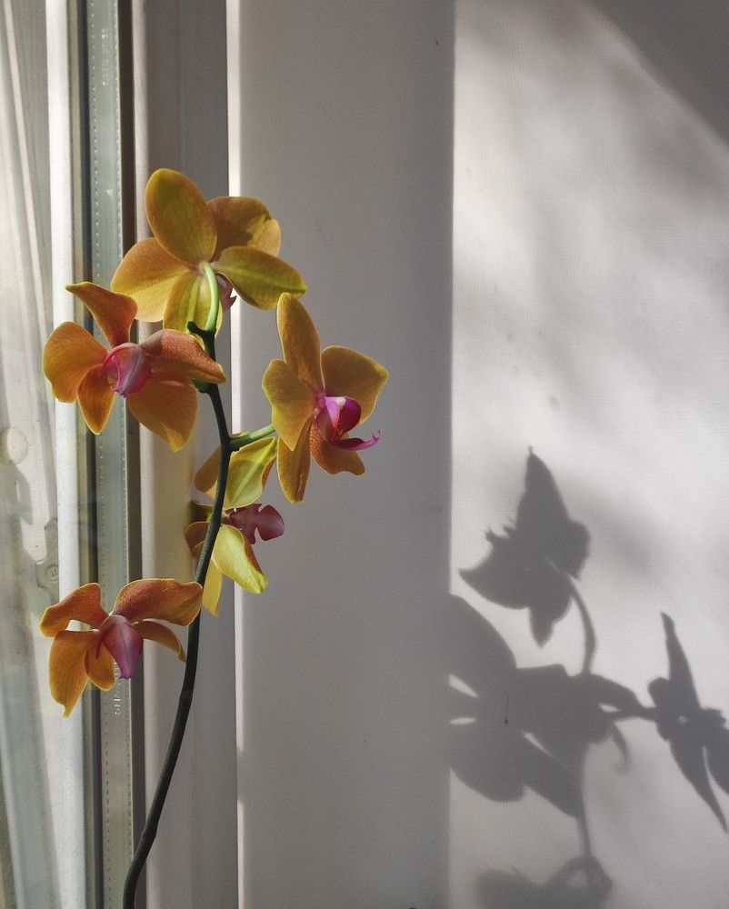 Photograph by Полина Белокопытова