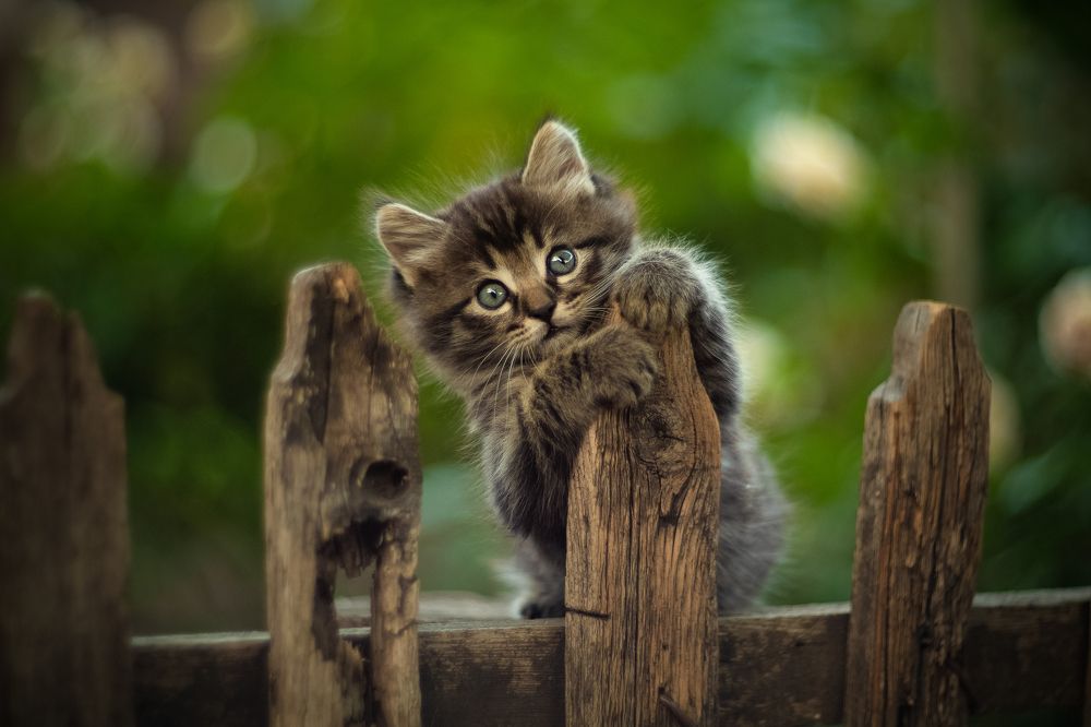 Photograph by Коротун Юрий