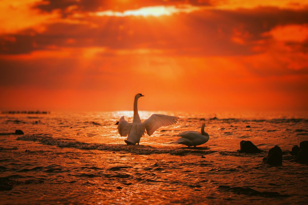 Photograph by Элен Пройс