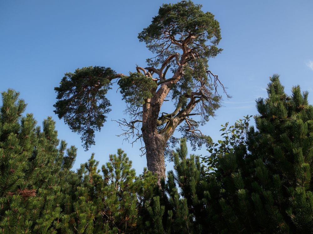 Фотография автора Андрей Врубель