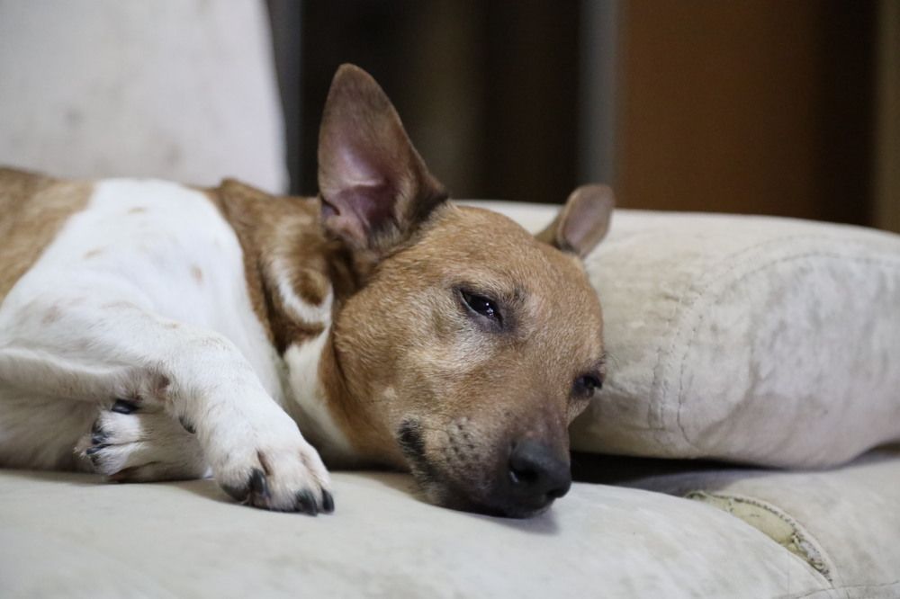 Photograph by Василий Шевчук