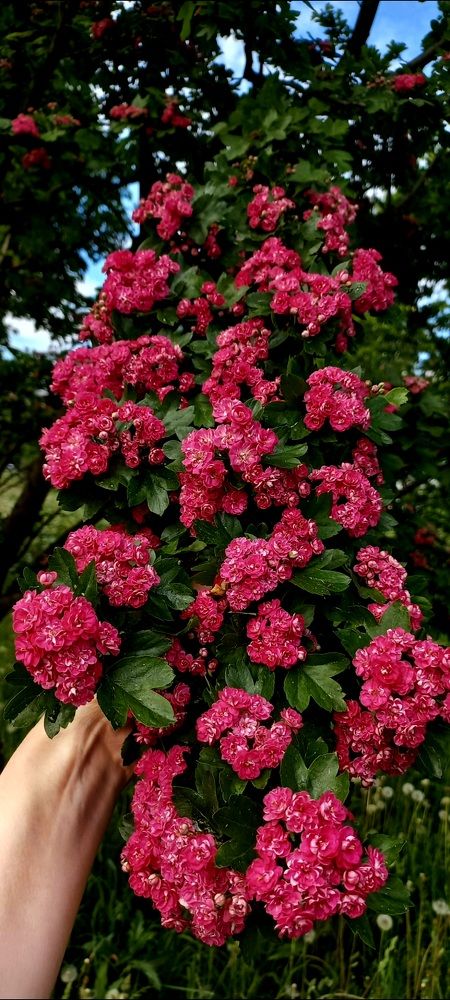 Photograph by Каковкина Ольга