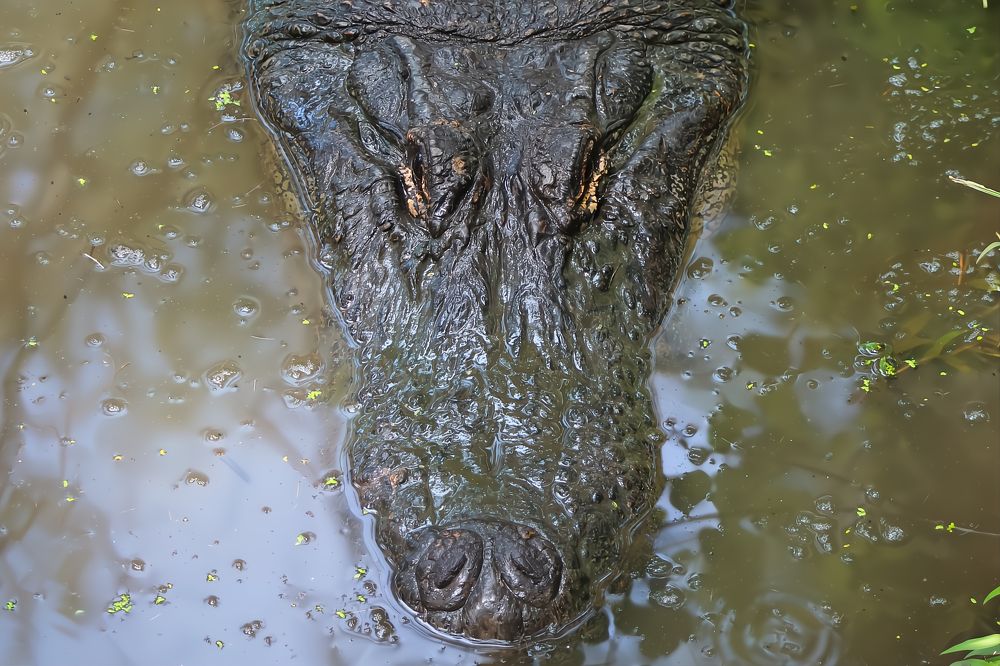 Фотография автора Jeff Cooley