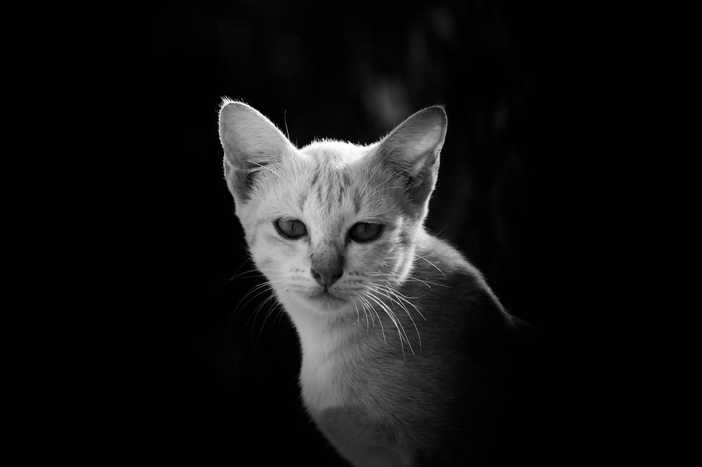 Photograph by Pheap Sophinh