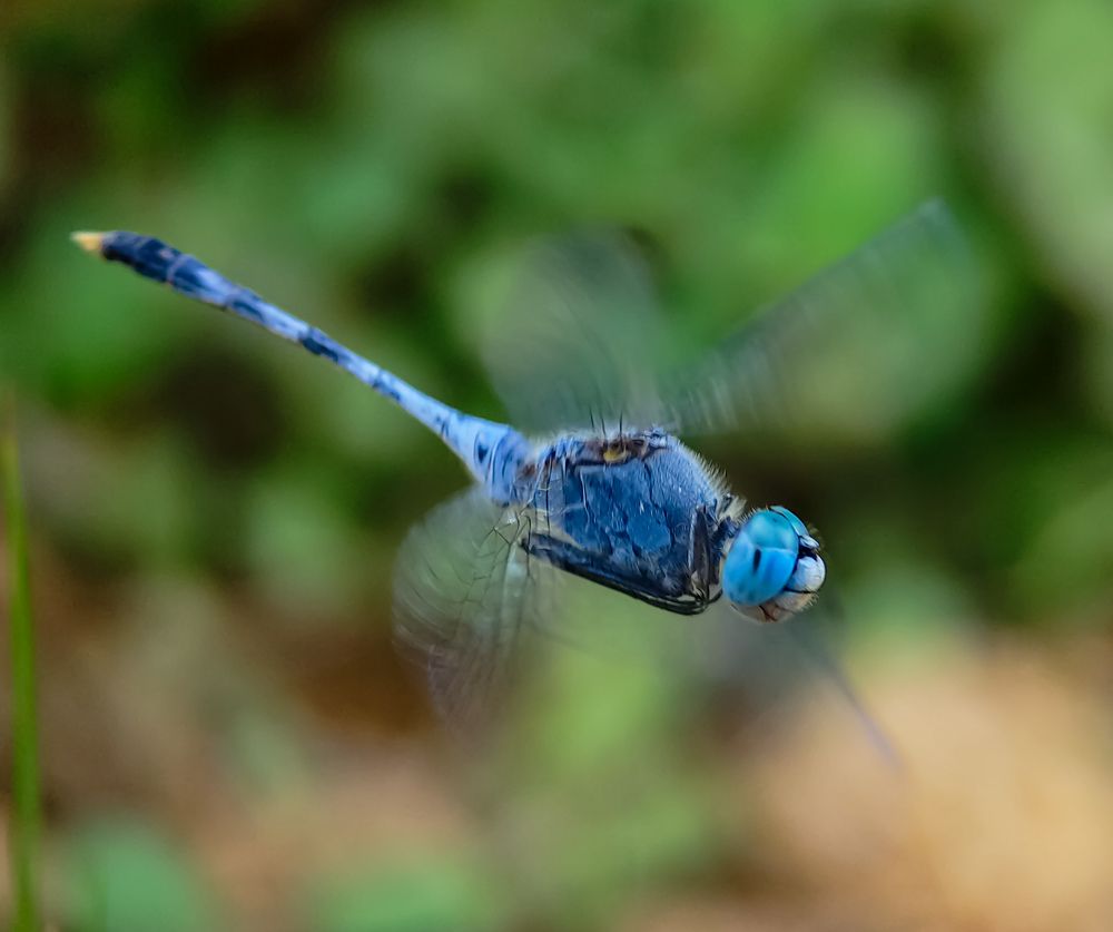 Photograph by Abir Hazra