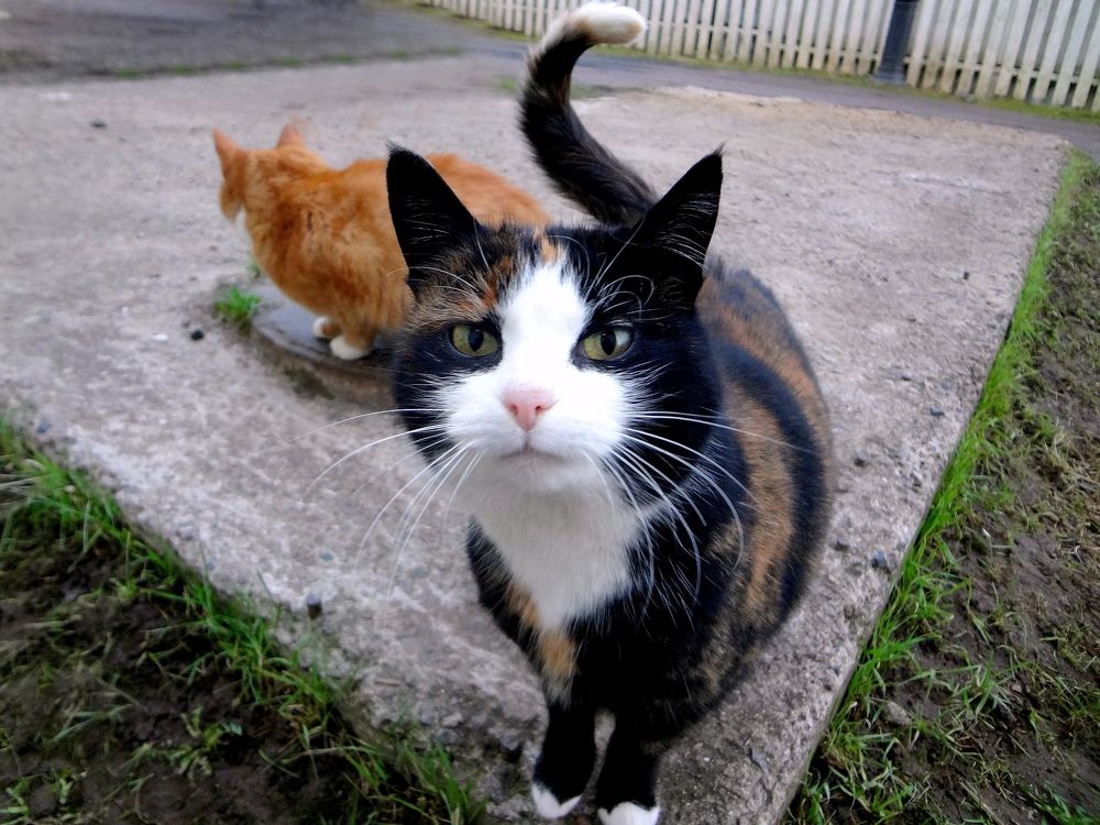 Photograph by Светлана Герасимчук