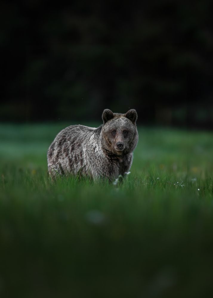 Brown Bear from Slovakia