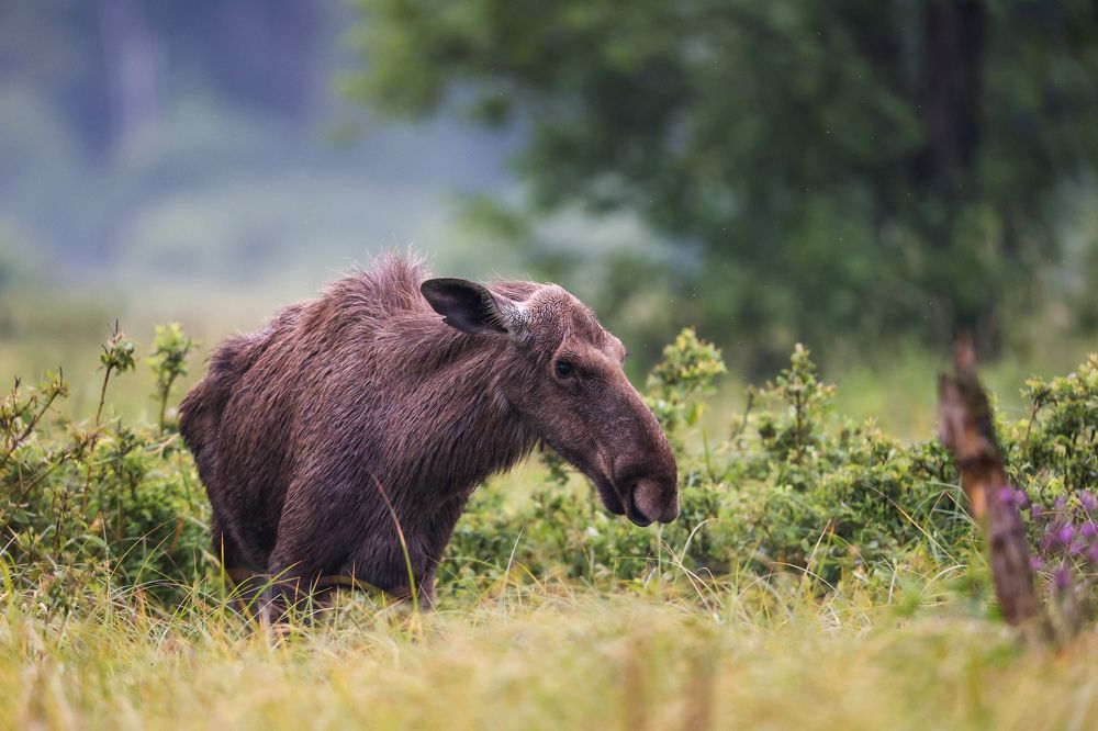 Photograph by Jakub Elias