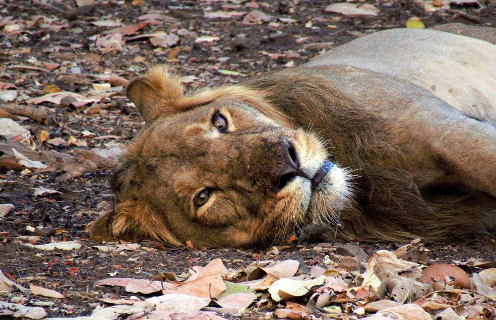 Male lion looks on from a distance