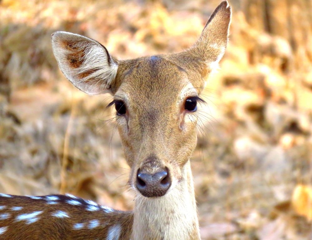 Female spotted deer looks on