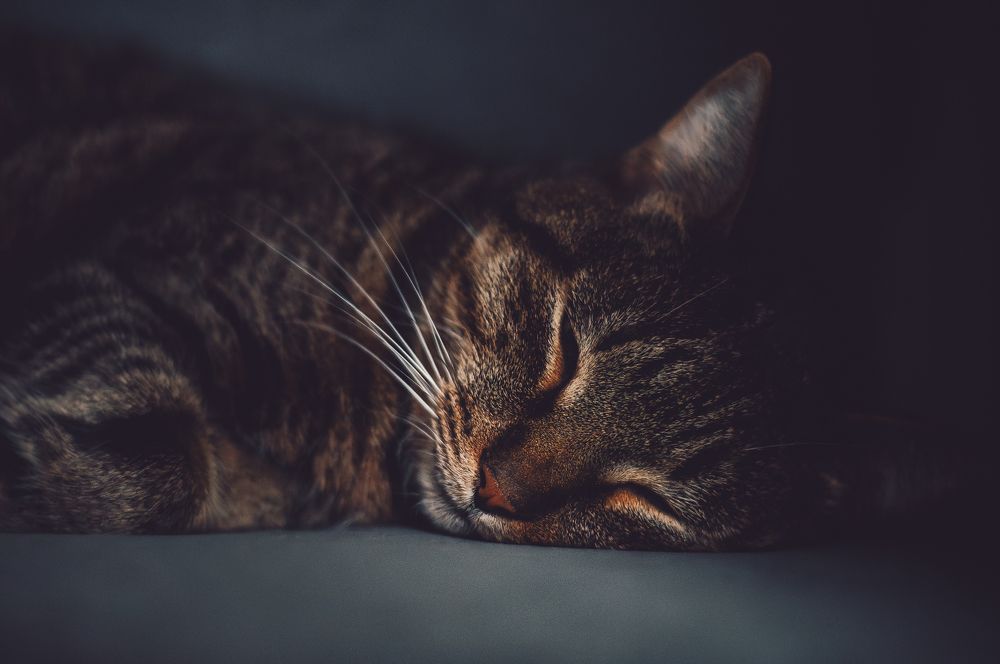 Photograph by Ольга Глущенко