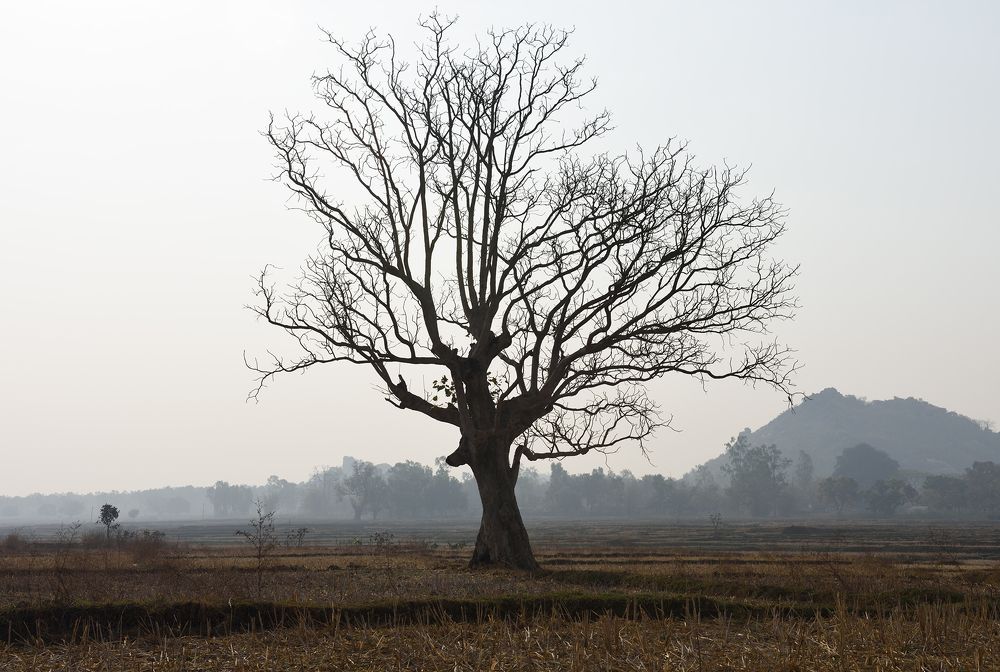 Photograph by Kaushik Dolui