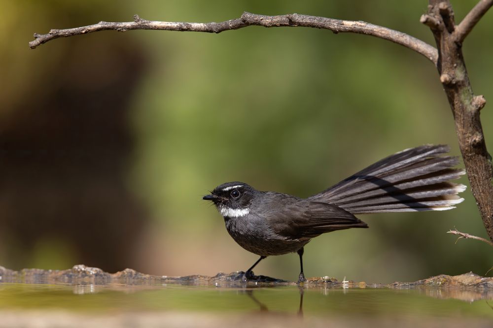 Photograph by Rohan Bhattacharjee