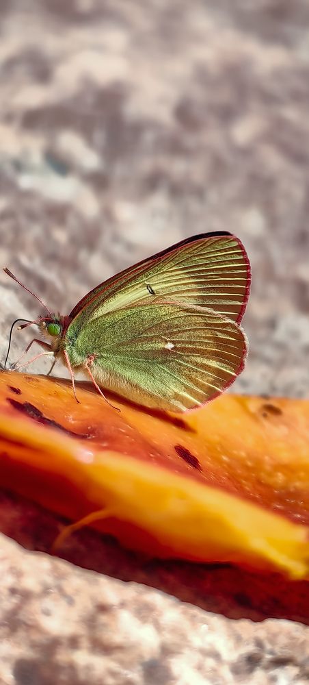 Photograph by Светлана Хамидулина