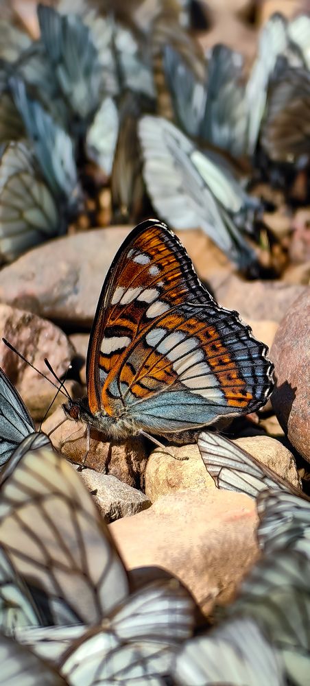 Photograph by Светлана Хамидулина