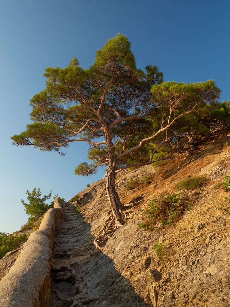 Одинокое дерево