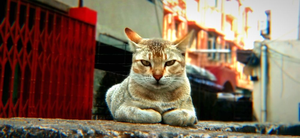 Фотография автора Debdutt Saha