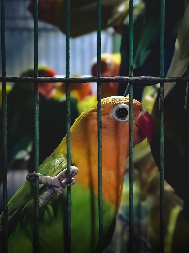 Photograph by AMRIT KUMAR BEHERA
