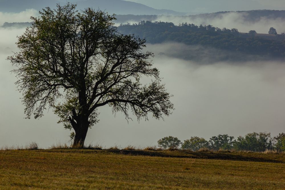 Фотография автора COMSA BOGDAN