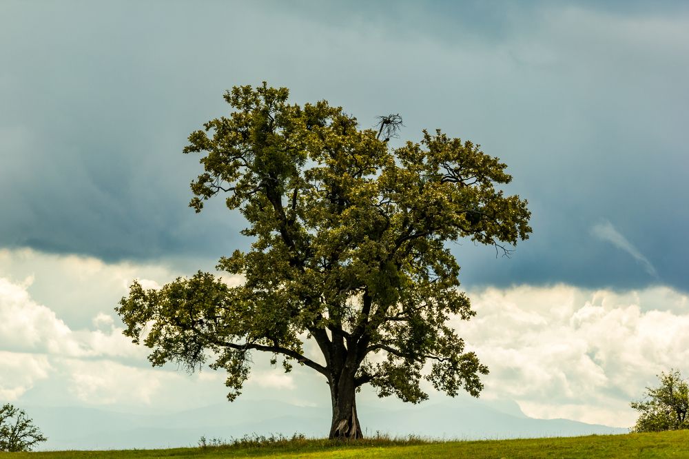 Фотография автора COMSA BOGDAN