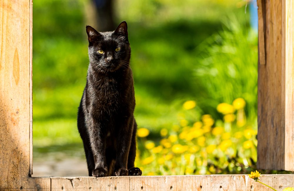 Фотография автора COMSA BOGDAN