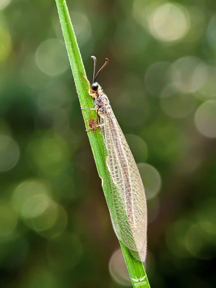 Photograph by HUNG AU