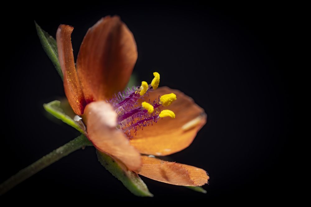 Photograph by Serdar AVCI