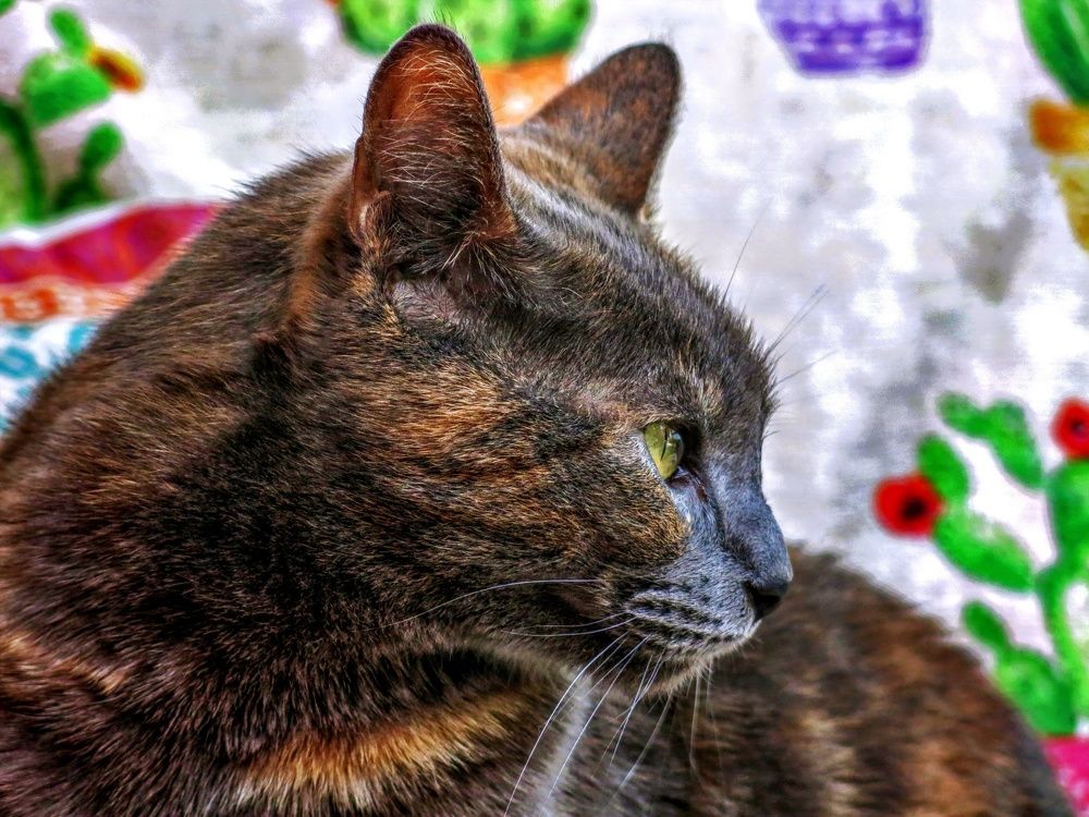 Photograph by Viviana García