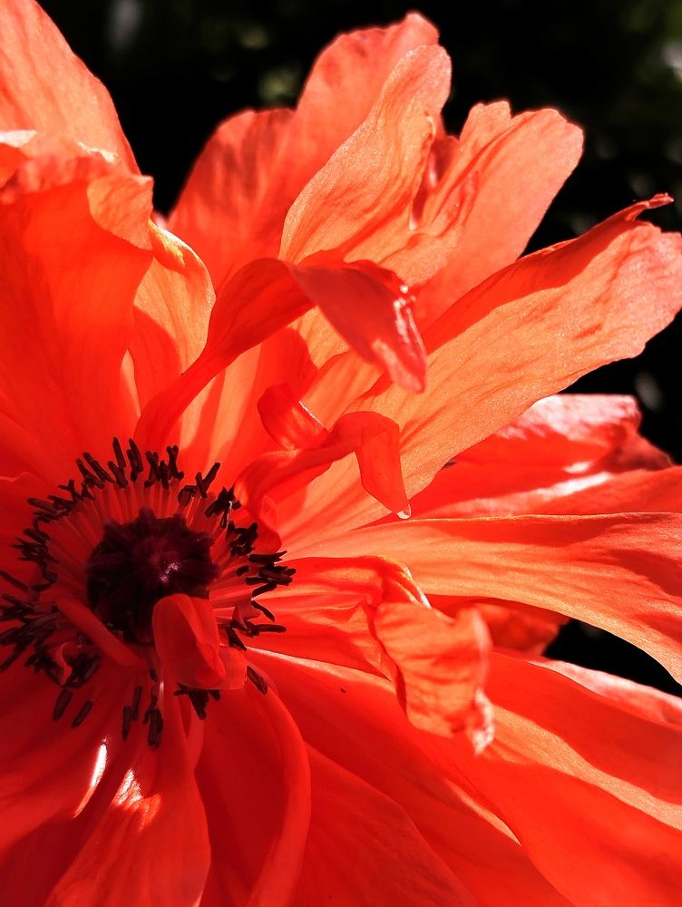 Мак на закате