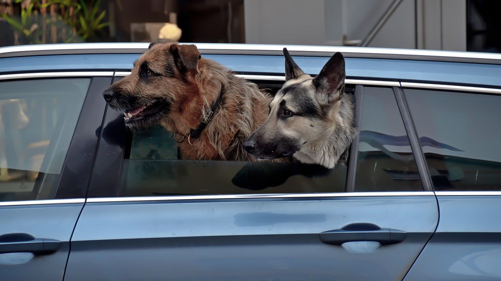 Oh, what a bitch is coming!