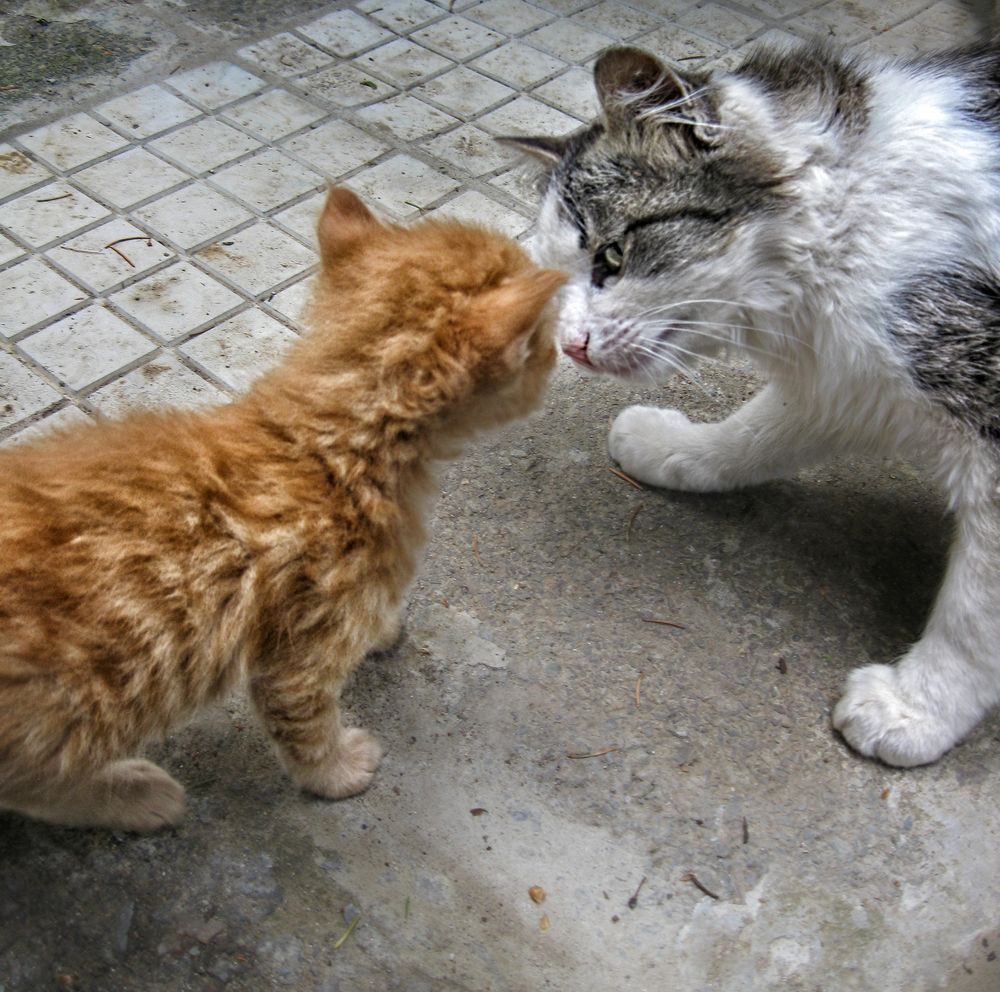 Фотография автора Milena Ivanova