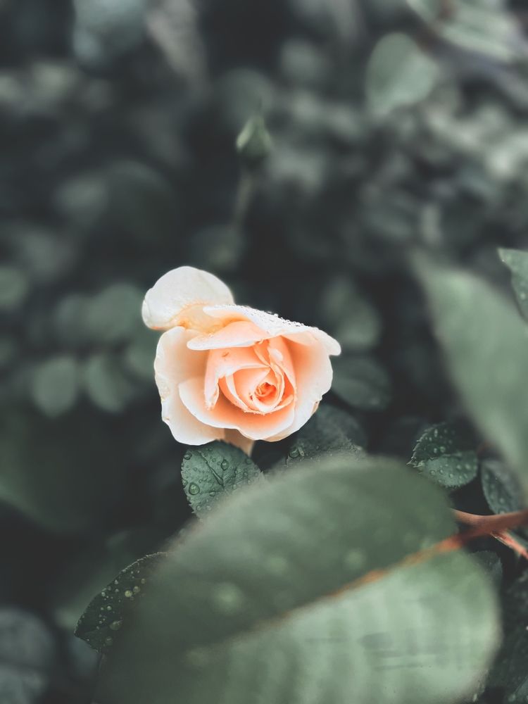 Photograph by Диана