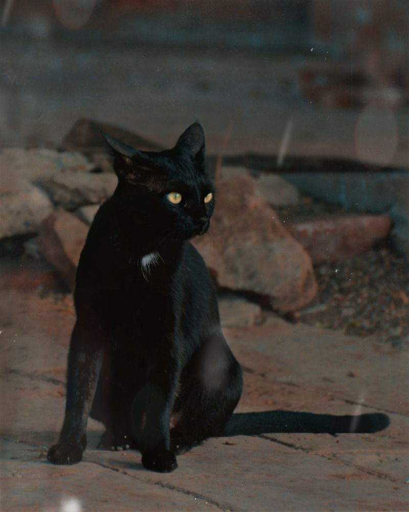 Фотография автора Muhammad Ahad