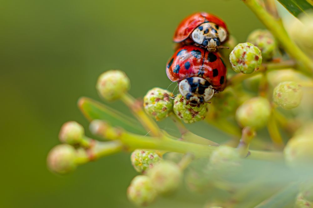 Фотография автора Michel PACHOT