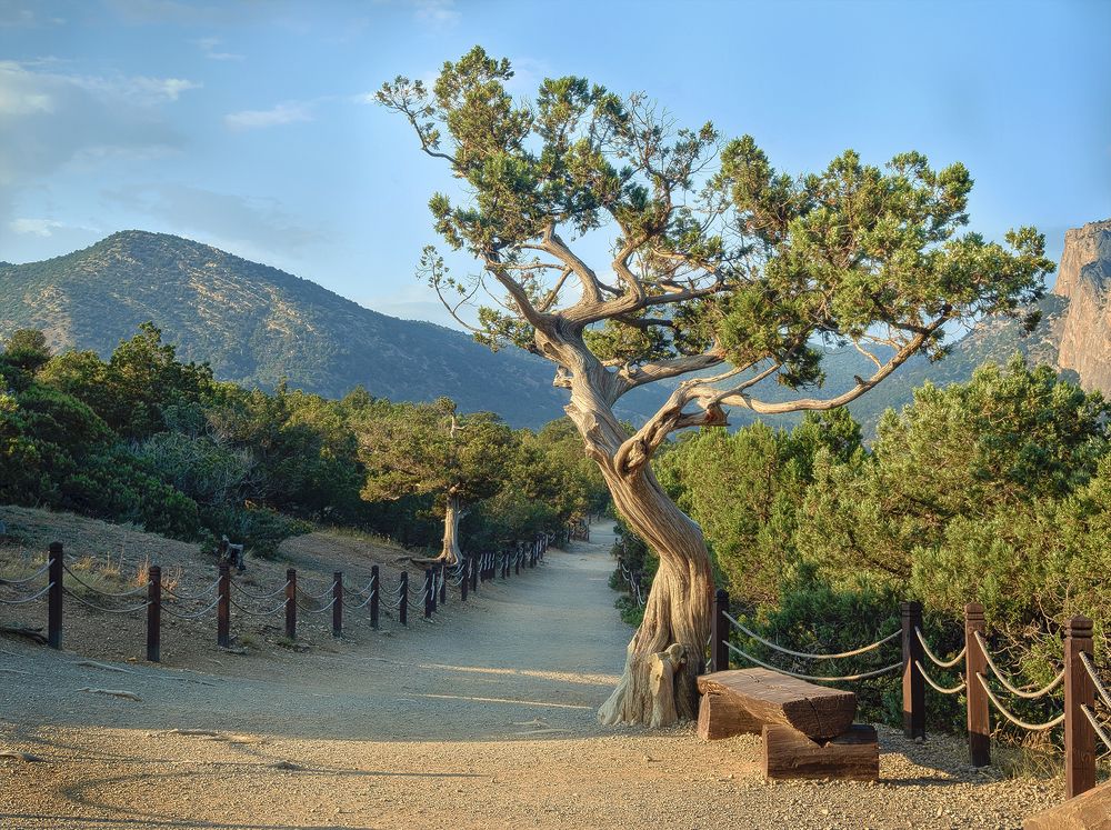 Одинокое дерево