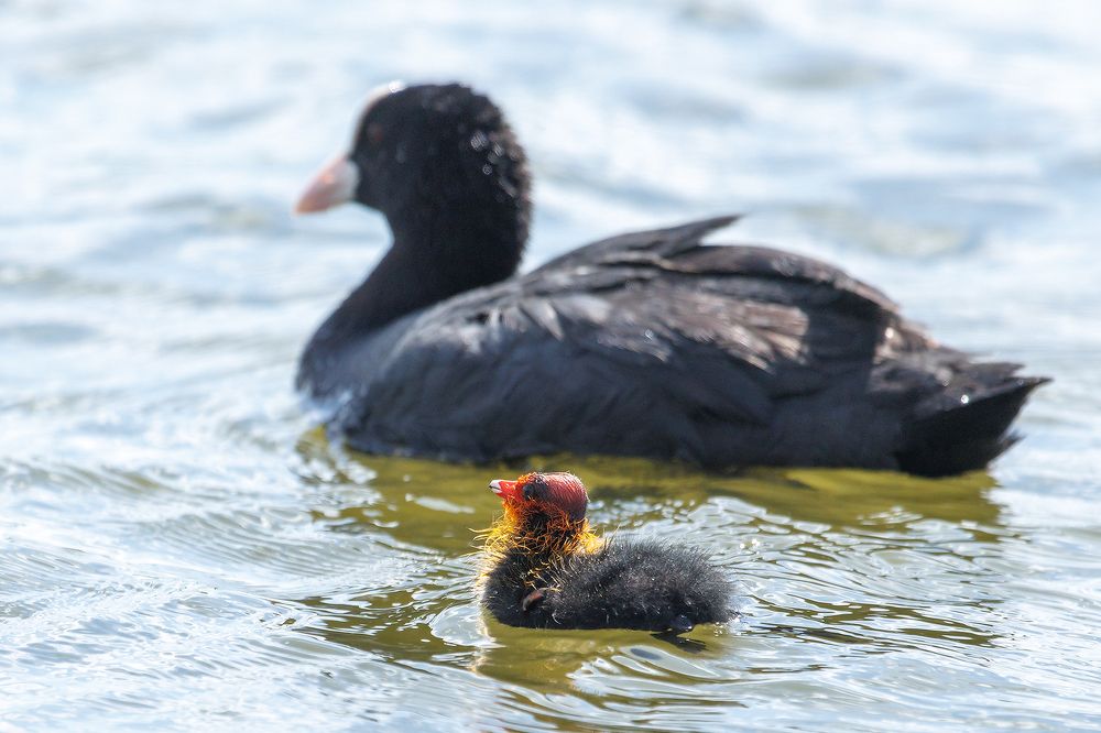 Маленький - большой.