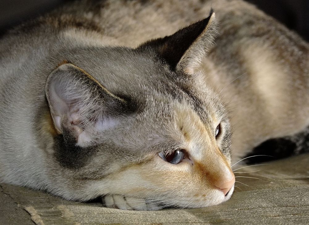 Фотография автора Гоголев Игорь