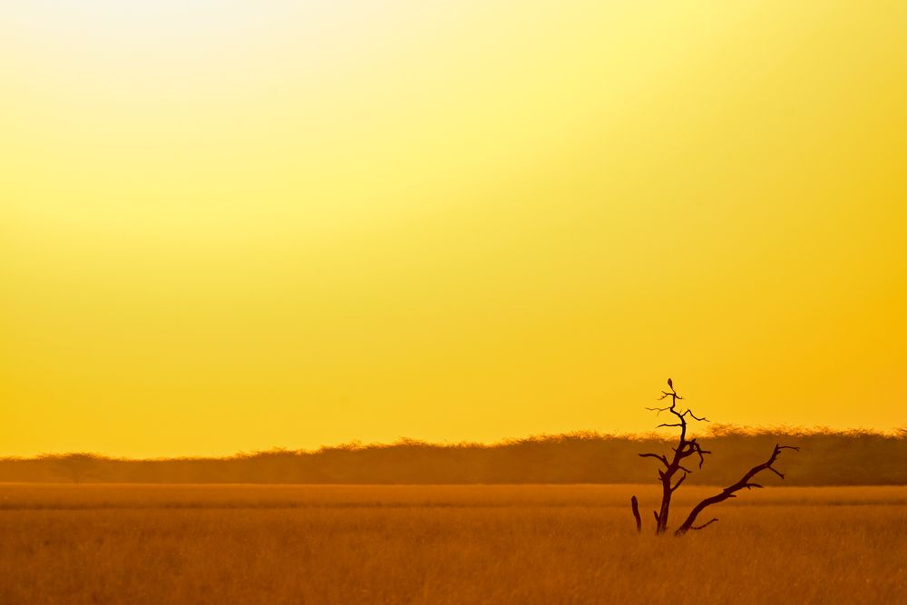 Фотография автора HITESH PATEL