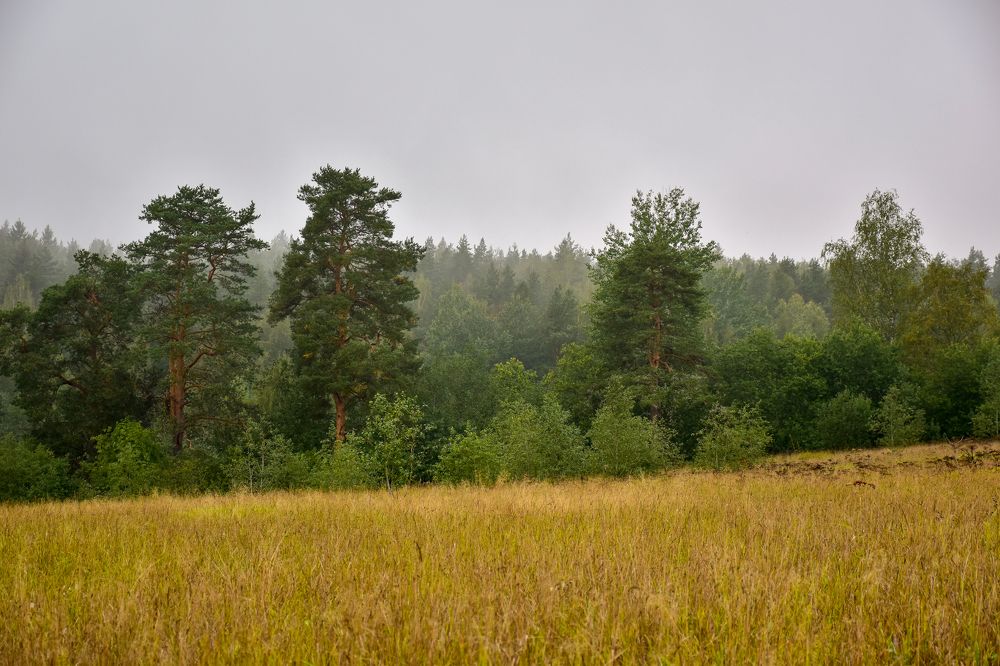 Перед лесом.
