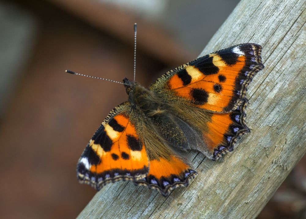 Photograph by Сергей Алексеев