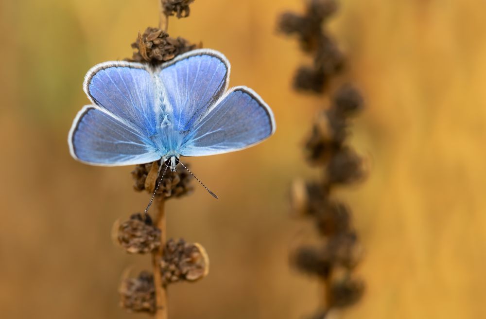 Фотография автора Neslihan Taylan Tülbentci