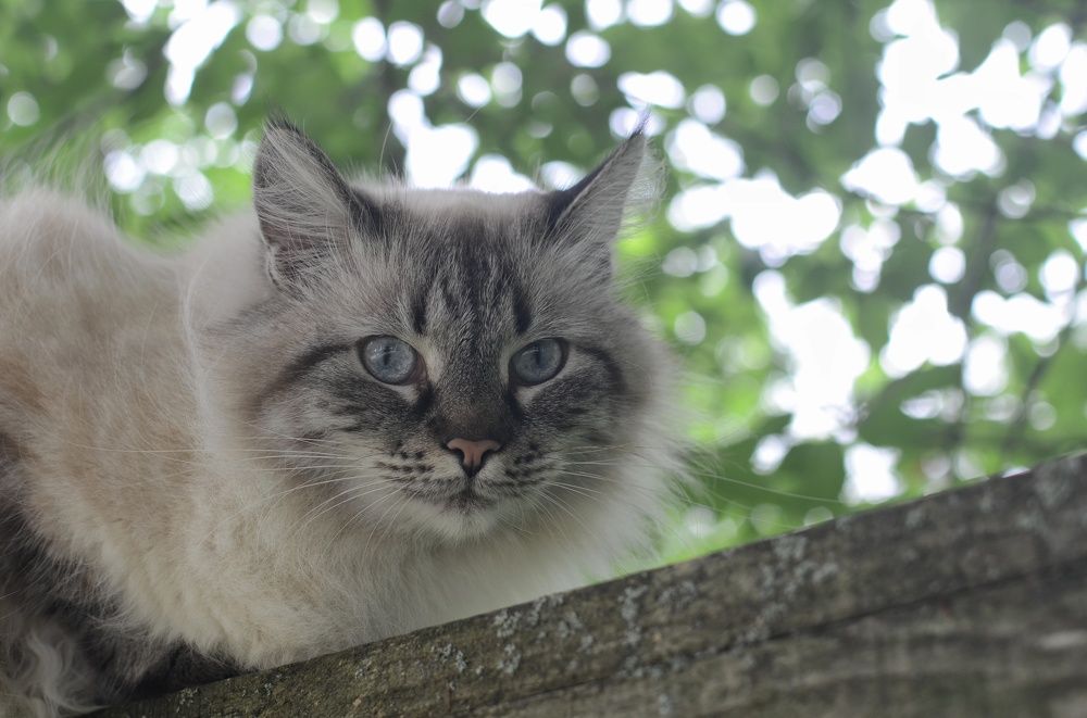 Фотография автора Ольга Беликова