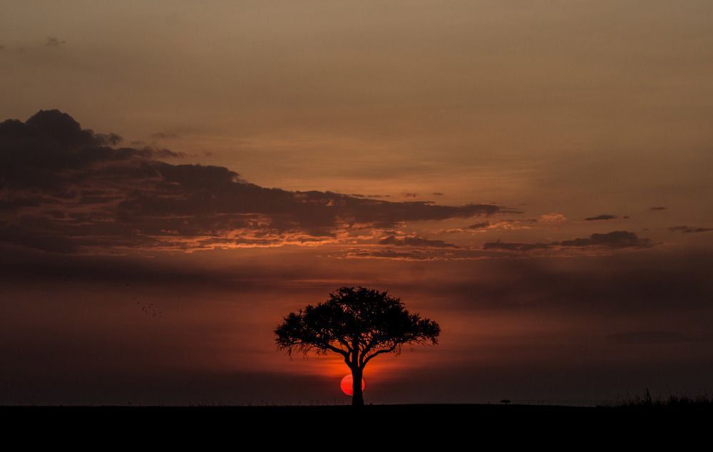 Tree silhouette