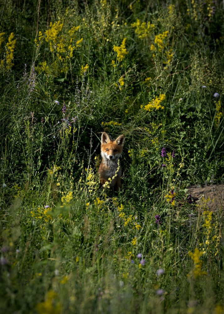 Photograph by Александр Купцов