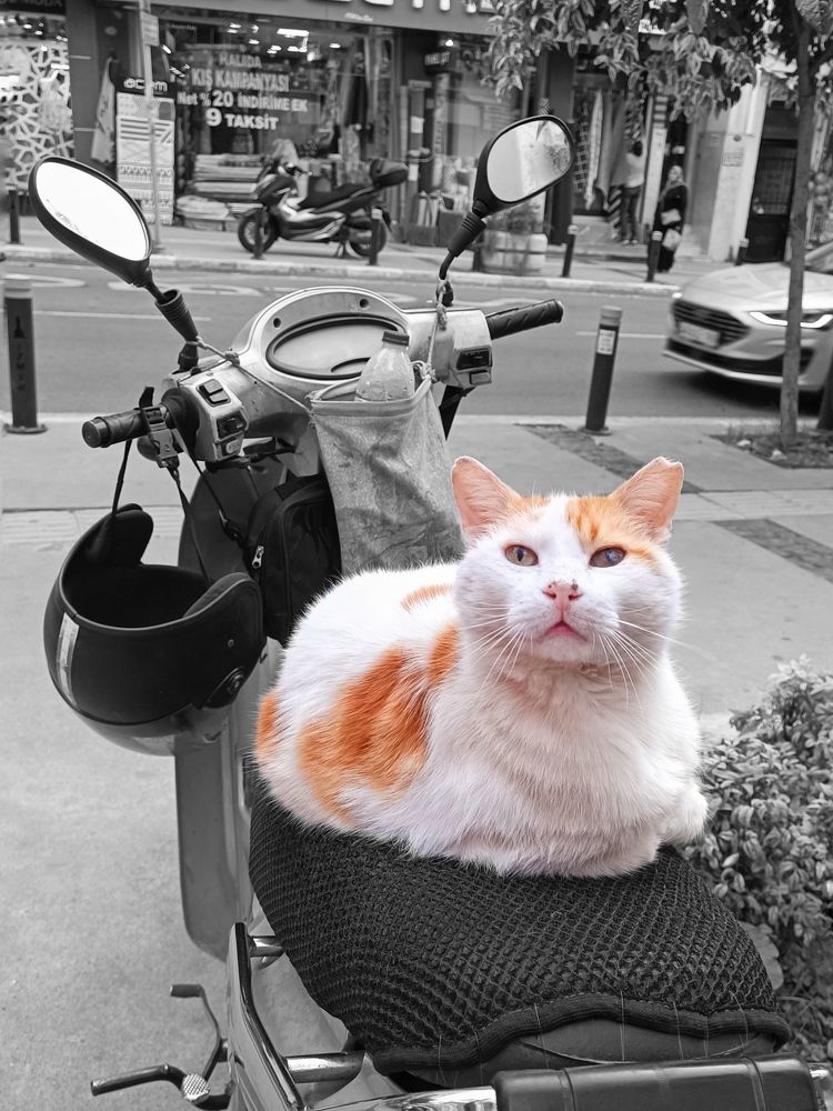 Photograph by Татьяна Шевелева