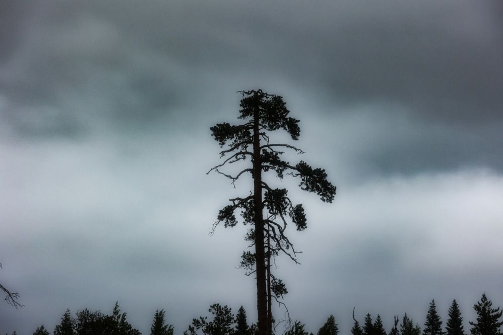 Фотография автора ОЛЬГА БУЛЫЧЕВА