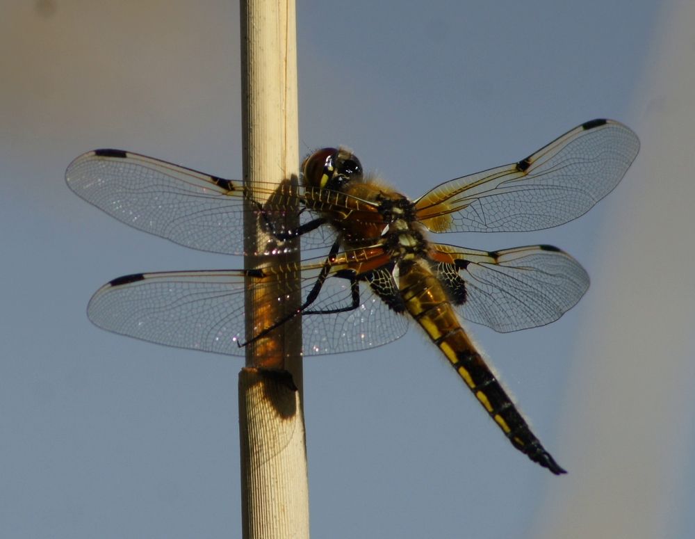 Photograph by Irina Alexandrova