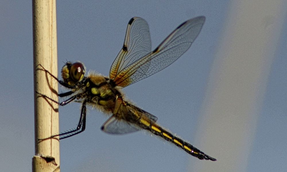 Photograph by Irina Alexandrova