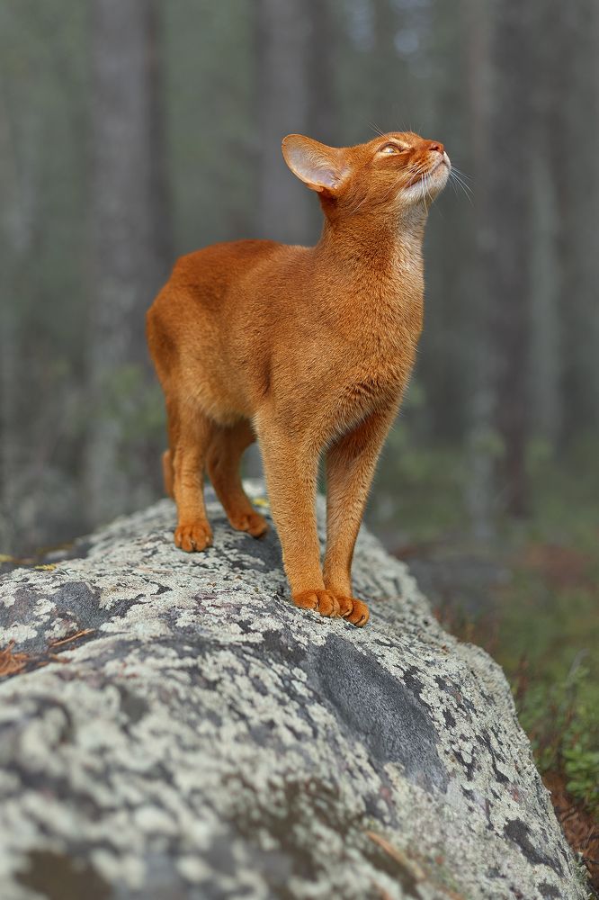 Photograph by Михайлова Елена